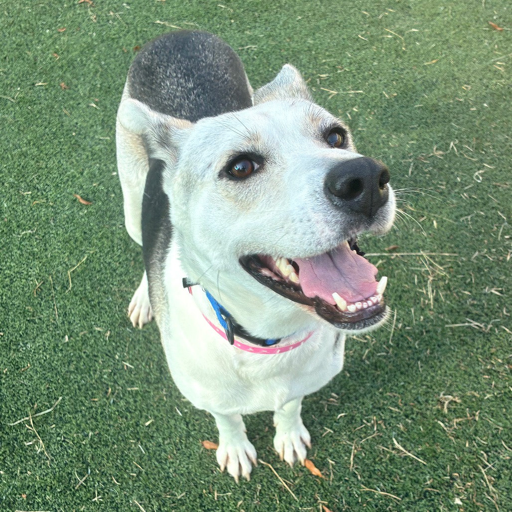 Shelter Stray Female Dog last seen , 2350 Appling City Cove, Memphis, TN 38133, USA