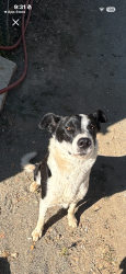 Reunited Male Dog last seen E. Murray Creek/Green Ranch Rd., Calaveras County, CA 95246