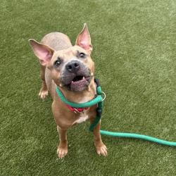 Shelter Stray Male Dog last seen , Animal Care & Control Team of Philly, 111 W Hunting Park Ave, Philadelphia, PA 19140, USA