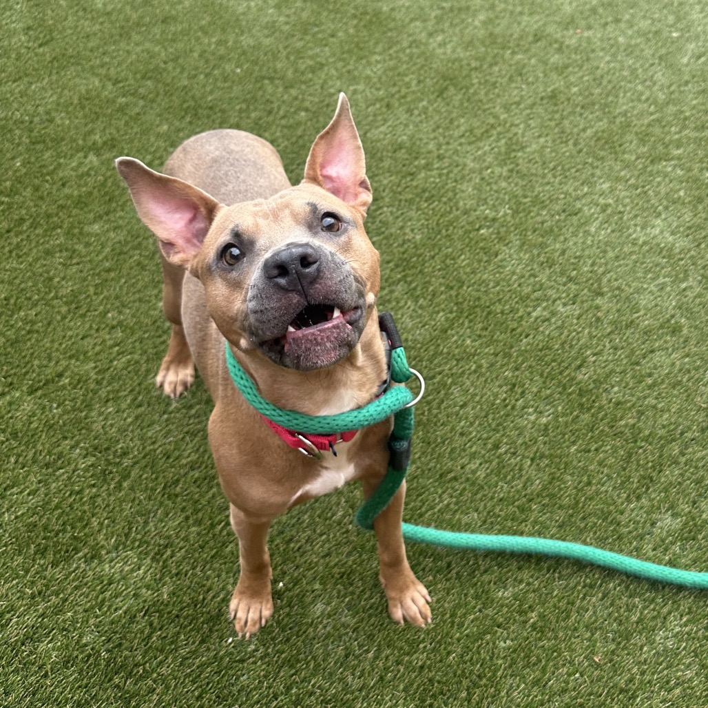 Shelter Stray Male Dog last seen , Animal Care & Control Team of Philly, 111 W Hunting Park Ave, Philadelphia, PA 19140, USA