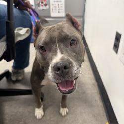 Shelter Stray Female Dog last seen , Animal Care & Control Team of Philly, 111 W Hunting Park Ave, Philadelphia, PA 19140, USA
