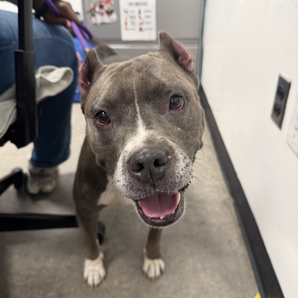 Shelter Stray Female Dog last seen , Animal Care & Control Team of Philly, 111 W Hunting Park Ave, Philadelphia, PA 19140, USA