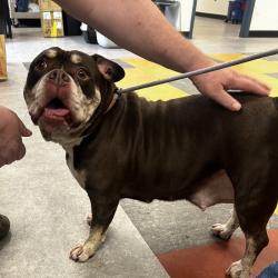 Shelter Stray Female Dog last seen , Animal Care & Control Team of Philly, 111 W Hunting Park Ave, Philadelphia, PA 19140, USA