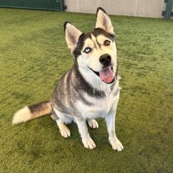Shelter Stray Male Dog last seen , 361 S Raymond Ave, Pasadena, CA 91105, USA