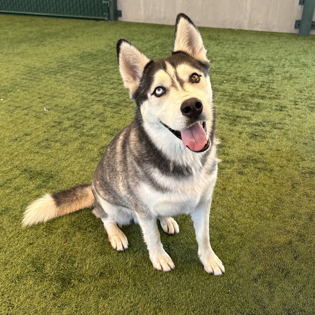 Shelter Stray Male Dog last seen , 361 S Raymond Ave, Pasadena, CA 91105, USA