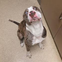 Shelter Stray Male Dog last seen , 54687 Co Rd 19, Bristol, IN 46507, USA