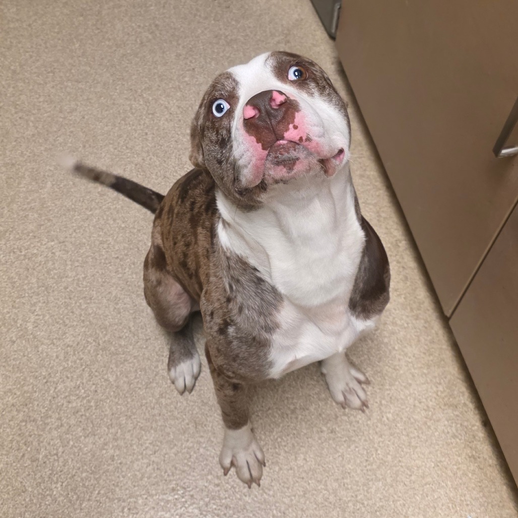Shelter Stray Male Dog last seen , 54687 Co Rd 19, Bristol, IN 46507, USA