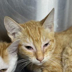 Shelter Stray Female Cat last seen , 4575 E Mesquite Ave, Palm Springs, CA 92264, USA
