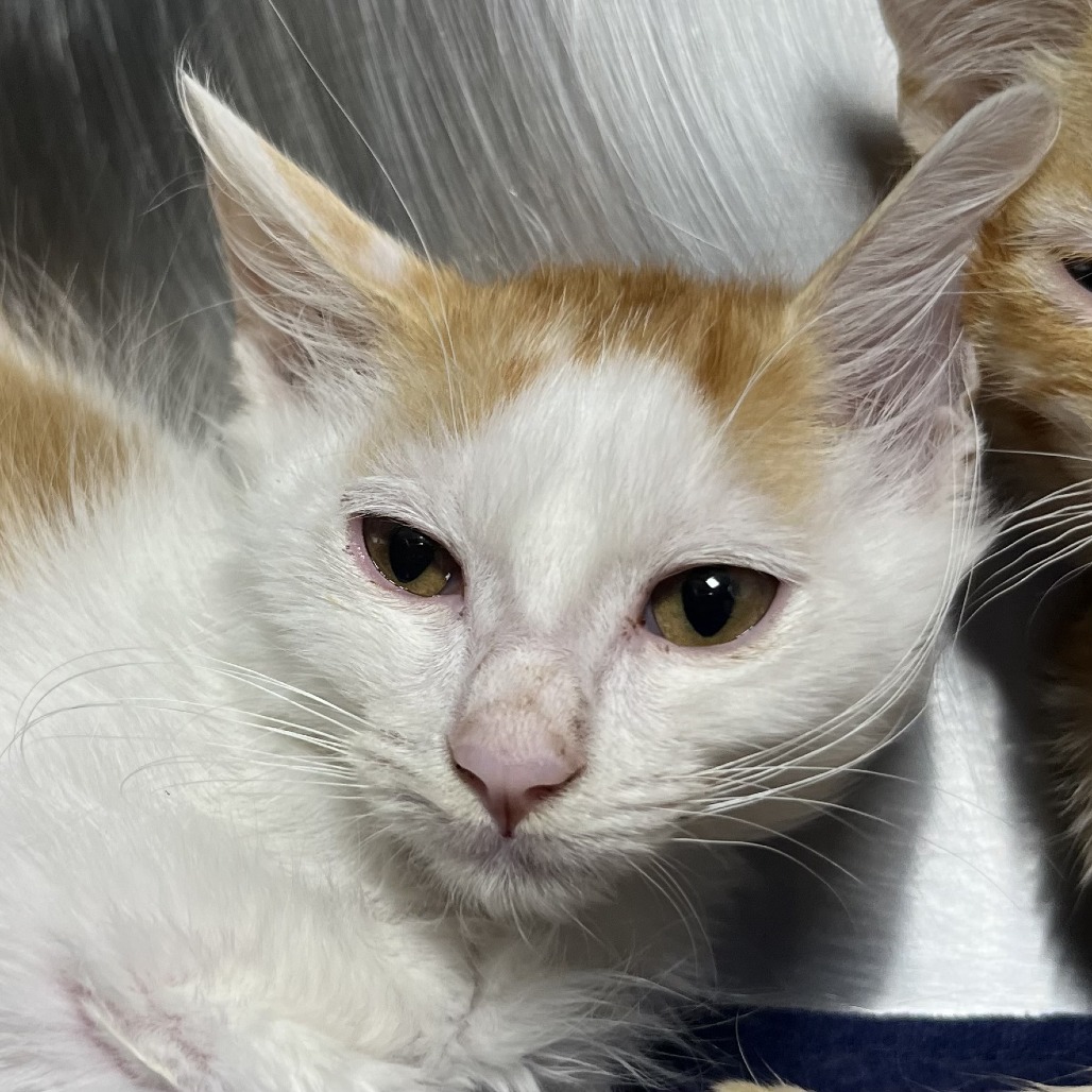 Shelter Stray Female Cat last seen , 4575 E Mesquite Ave, Palm Springs, CA 92264, USA