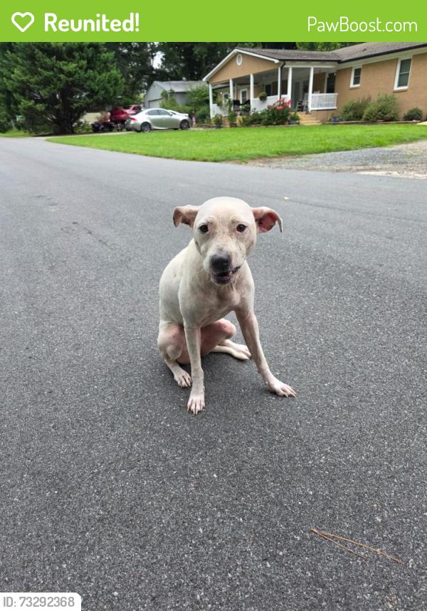 Reunited Female Dog last seen South New Hope Road, Gastonia, NC 28054