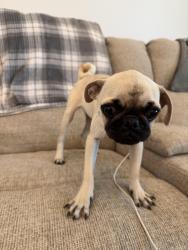 Reunited Male Dog last seen Near, Tomball, TX 77375