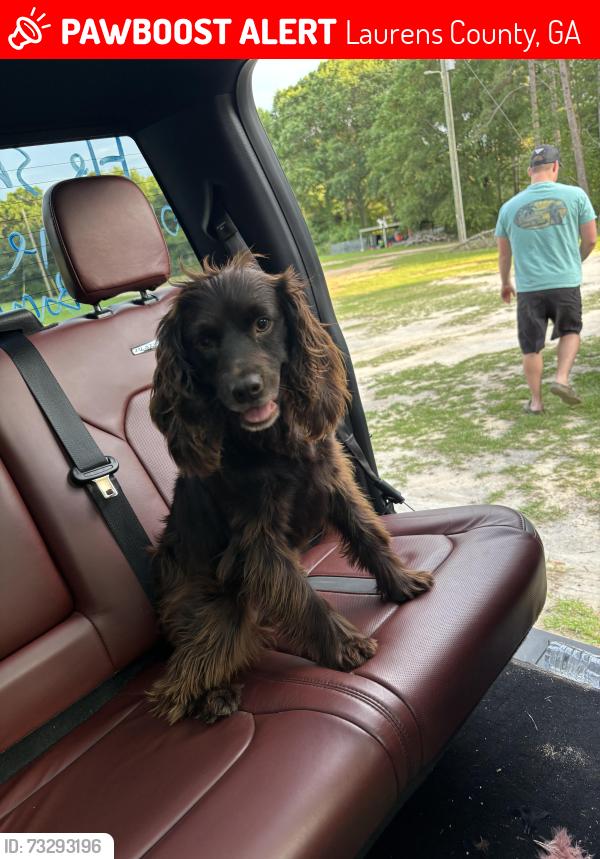 Lost Female Dog last seen Keens crossing/maddox rd east Dublin, Laurens County, GA 31027