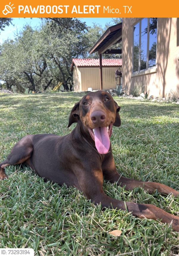 Found/Stray Male Dog last seen FM 1283, Mico, TX 78056