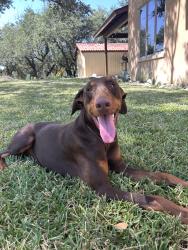 Found/Stray Male Dog last seen FM 1283, Mico, TX 78056