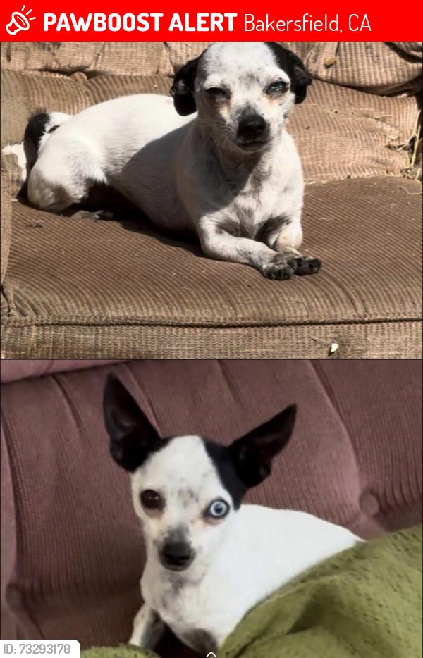 Lost Male Dog last seen Near E belle ave Ca 93308, Bakersfield, CA 93308