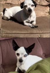 Lost Male Dog last seen Near E belle ave Ca 93308, Bakersfield, CA 93308