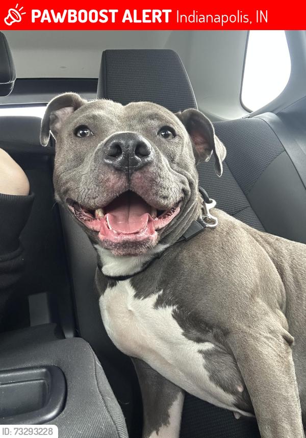 Lost Female Dog last seen English Ave, Indianapolis, IN 46239