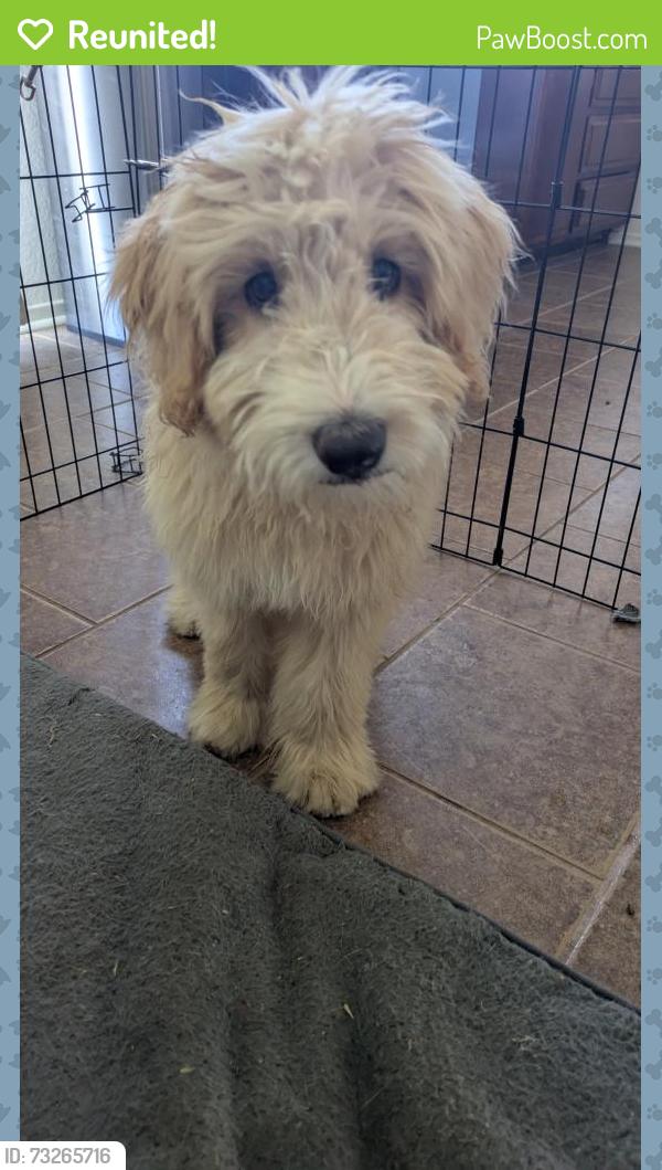 Reunited Female Dog last seen Low Chaparral Dr, Victorville, CA 92392