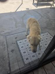 Reunited Male Dog last seen Oso ave Plummer st, Los Angeles, CA 91306