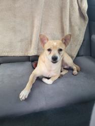 Reunited Male Dog last seen Walker, Oklahoma City, OK 73118