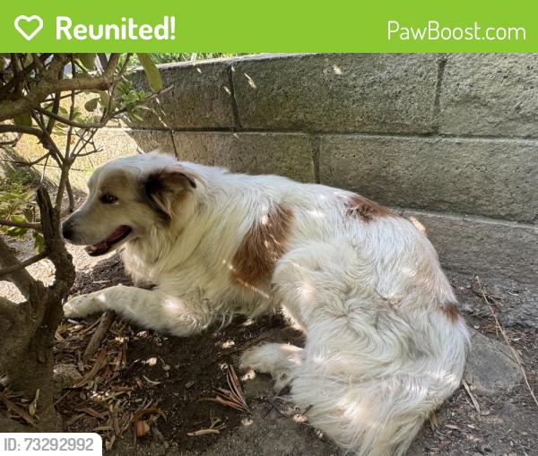 Reunited Unknown Dog last seen Workman Mill, Whittier, CA 90601