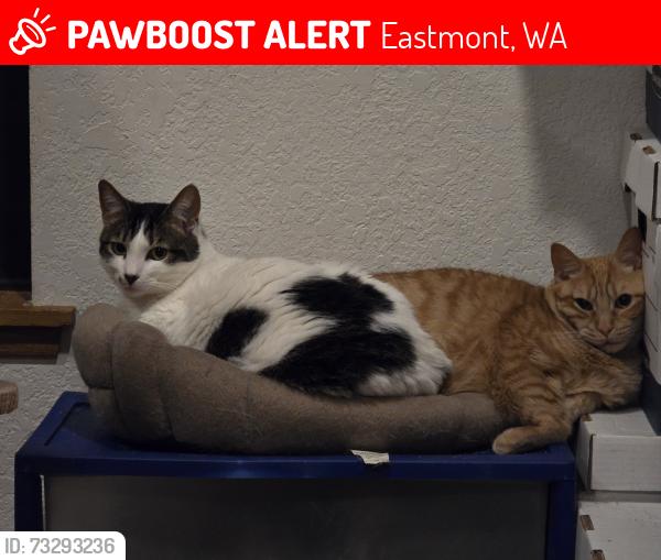 Lost Male Cat last seen 30th and 110th St SE, Eastmont, WA 98208