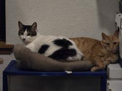 Lost Male Cat last seen 30th and 110th St SE, Eastmont, WA 98208