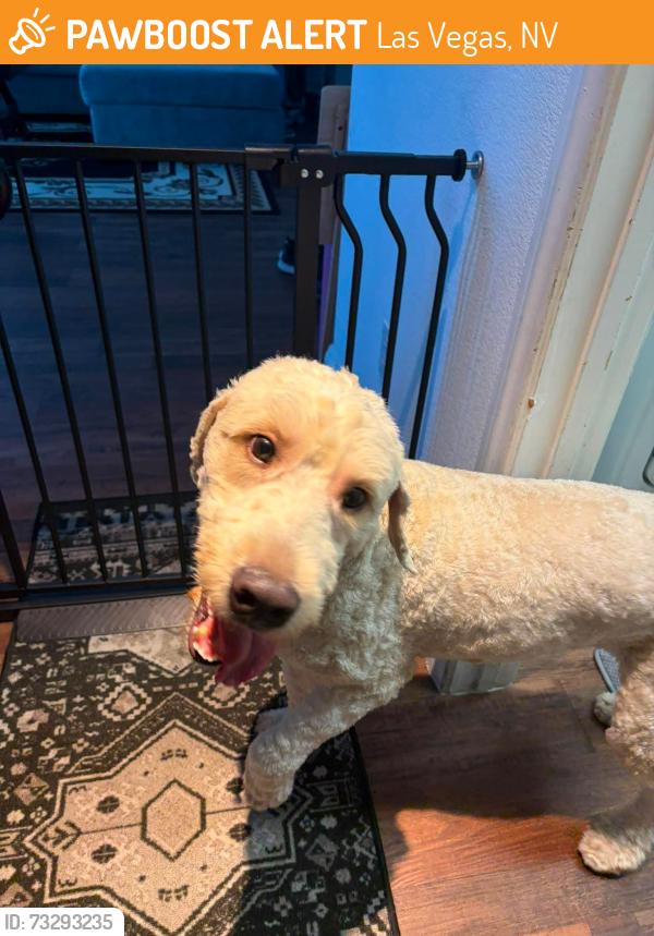 Found/Stray Female Dog last seen Elkhorn and Durango, Las Vegas, NV 89149