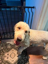 Found/Stray Female Dog last seen Elkhorn and Durango, Las Vegas, NV 89149