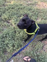 Found/Stray Male Dog last seen W. Hermosa dr and Blanco, San Antonio, TX 78212