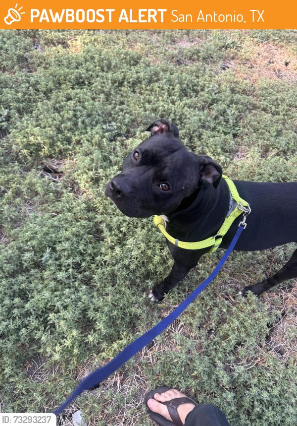 Found/Stray Male Dog last seen W. Hermosa dr and Blanco, San Antonio, TX 78212