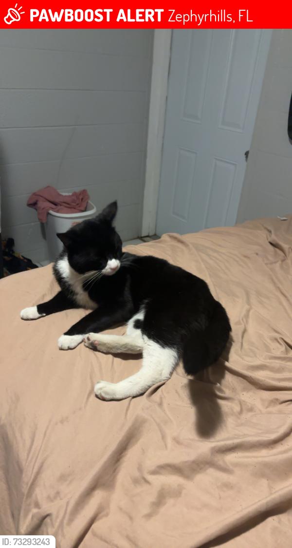 Lost Male Cat last seen Zephyrhills Park, Zephyrhills, FL 33542