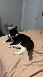 Lost Male Cat last seen Zephyrhills Park, Zephyrhills, FL 33542