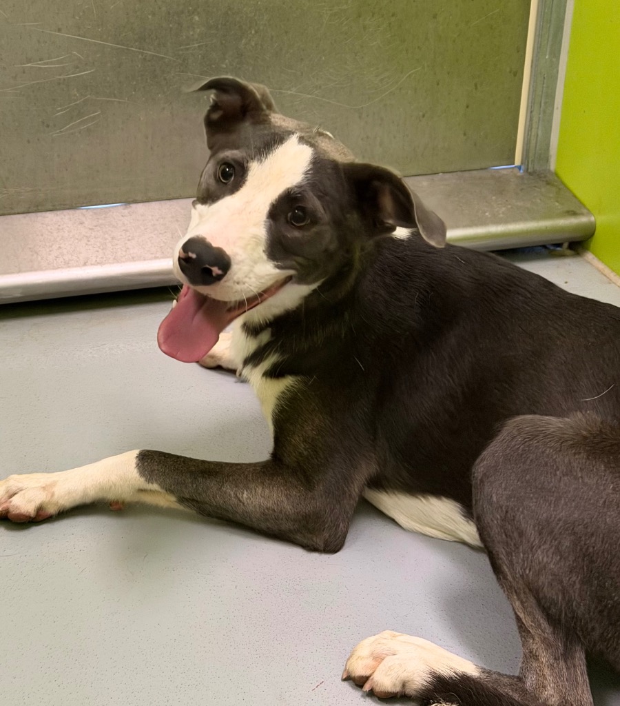 Shelter Stray Female Dog last seen Midwest City, 8485 E Reno Ave, Midwest City, OK 73110, USA