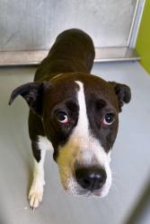 Shelter Stray Female Dog last seen Midwest City, 8485 E Reno Ave, Midwest City, OK 73110, USA