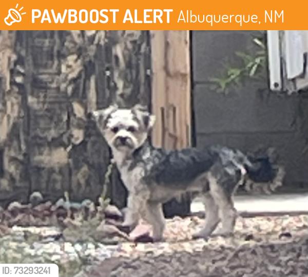 Found/Stray Unknown Dog last seen Bob McCannon Parkway and Todos Santos, Albuquerque, NM 87121