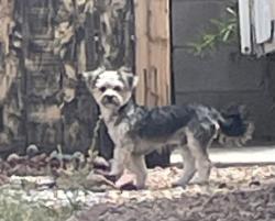 Found/Stray Unknown Dog last seen Bob McCannon Parkway and Todos Santos, Albuquerque, NM 87121