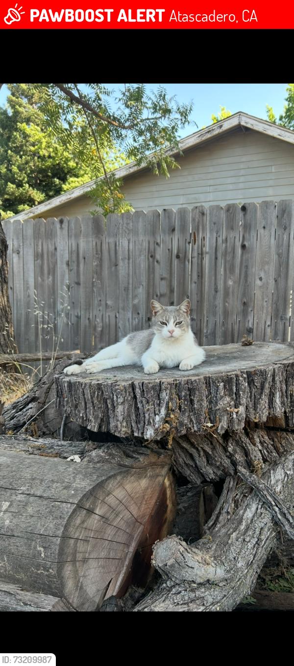Lost Female Cat last seen Santa ynez ave and Carmelita, we live on the creek so those are the surrounding streets, Atascadero, CA 93422