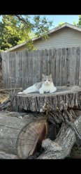 Lost Female Cat last seen Santa ynez ave and Carmelita, we live on the creek so those are the surrounding streets, Atascadero, CA 93422