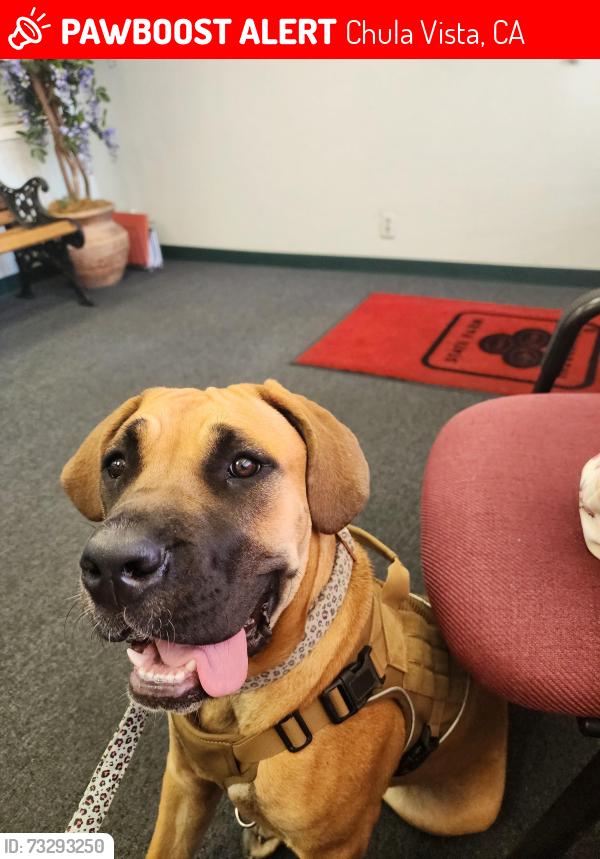 Lost Female Dog last seen Main street/ 805, Chula Vista, CA 91911