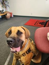 Lost Female Dog last seen Main street/ 805, Chula Vista, CA 91911