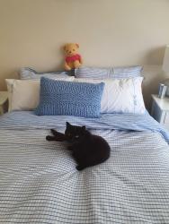 Lost Female Cat last seen Brighling Road. Polegate, East Sussex, England BN26 5AU