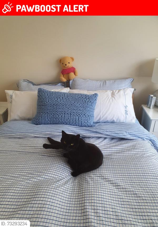 Lost Female Cat last seen Brighling Road. Polegate, East Sussex, England BN26 5AU