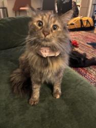 Lost Female Cat last seen behind building 2000 of the Royal Belmont, Belmont, MA 02478