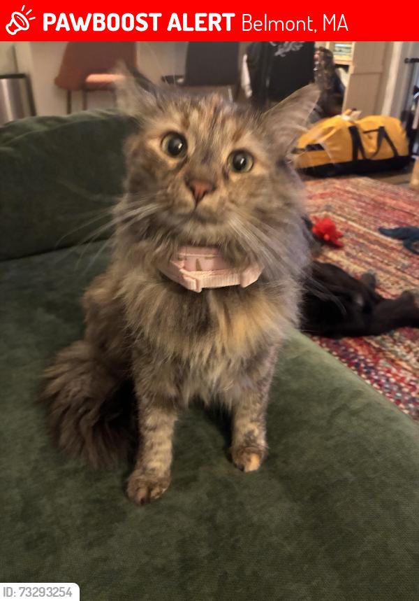 Lost Female Cat last seen behind building 2000 of the Royal Belmont, Belmont, MA 02478