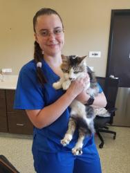 Reunited Female Cat last seen Richmond/Meadowglen, Houston, TX 77042
