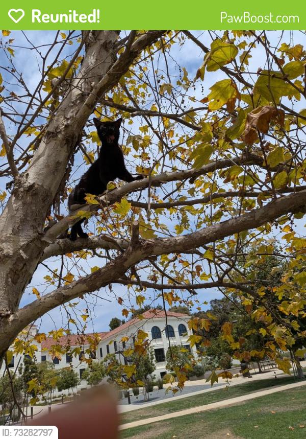 Reunited Female Cat last seen LaLaLand Brentwood, Los Angeles, CA 90049