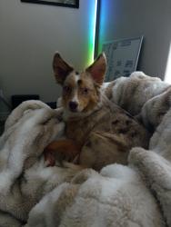Lost Female Dog last seen Near E Becker Ln Scottsdale, AZ 85259 United States, Scottsdale, AZ 85259