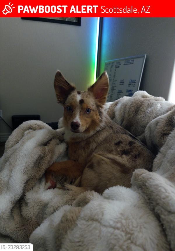 Lost Female Dog last seen Near E Becker Ln Scottsdale, AZ 85259 United States, Scottsdale, AZ 85259