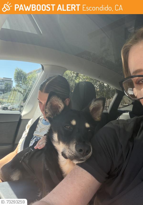 Found/Stray Female Dog last seen Escondido’s hotel, Escondido, CA 92046